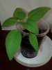 IMG_20160624_054850.jpg