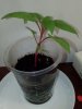 IMG_20160624_054934.jpg