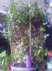 IMG-20160625-WA0004.jpg