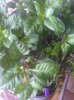 IMG-20160625-WA0002.jpg