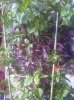 IMG-20160625-WA0003.jpg