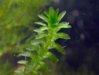 elodea_canadensis3.jpg