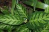 Calathea-louisae-2-e1391921240254.jpg