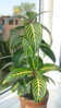 DSC04056.JPG