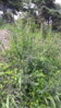 20160709_140828.jpg