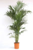 4197-kentia-forsteriana.jpg