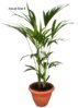 kentia-palm-tree-howea-forsteriana-10-01-b-realpalmtrees.com.jpg