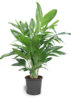 areca-triandra.jpg