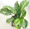 Calathea cv Electric Shock.jpg