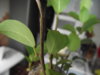 DSCF1847.JPG