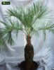 Butia capitata var.odorata.jpg