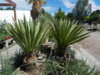 Yucca faxoniana.jpg