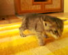 Кошка_00559.jpg