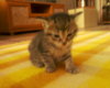 Кошка_00512.jpg