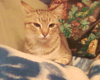 Кошка_00271.jpg
