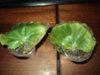 DSC01833.JPG