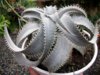 Dyckia marnier-lapostollei.jpg