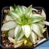 Haworthia cymbiformis variegata.jpg