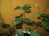 DSC09680.JPG