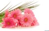 Gerbera-Pink-Flowers-HD-Images.jpg