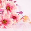 Flowers-Wallpaper-Perfect-C7Y-1.jpg