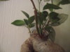 DSCF1891.JPG