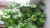 IMG_20160828_111725_1.jpg