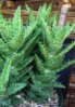 0012-Aloe_juvenna.JPG