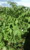 IMG-20161001-WA0000.jpg