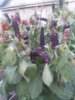 IMG-20161011-WA0005.jpg