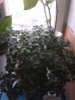 20130407_154220.jpg