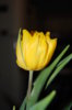 DSC_8520.JPG