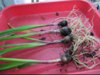 valotta_roots_0.jpg