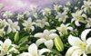 lilii_cvety_polyana_buton_tychinki_nebo_19130_2560x1600.jpg