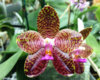 phalaenopsis-gigantea-x-yaphon-sir-foto-4031.jpg