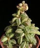 P.nivalis-f.nivalis-1S (1).jpg