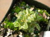 Peperomia nivalis.jpg