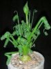 Albuca spiralis.jpg
