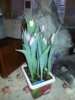 20170205_091009.jpg