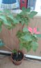 IMG-20170210-WA0000.jpg