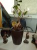 IMG_20170211_152433.jpg