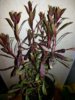 IMG-20170211-WA0017.jpg