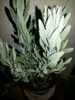 IMG-20170211-WA0016.jpg