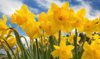 yellow-narcissus-daffodils-flower-in-blue-sky-preview.jpg