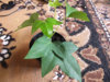 DSCF8007.JPG