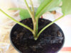 DSCF8010.JPG