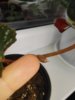 IMG_20170301_142444.jpg