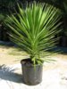 yukka_aloefolia.jpg