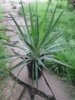 yukka_aloefolia2.jpg