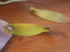 DSCN0143.JPG